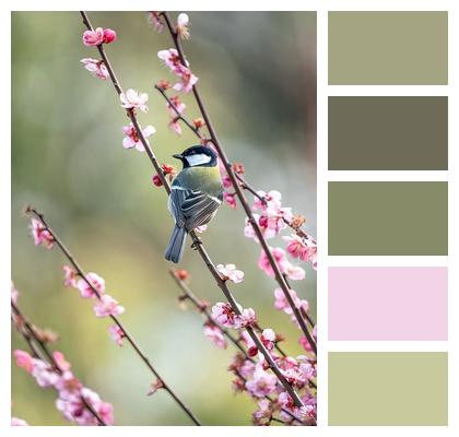 Red Plum Japanese Tit Bird Image